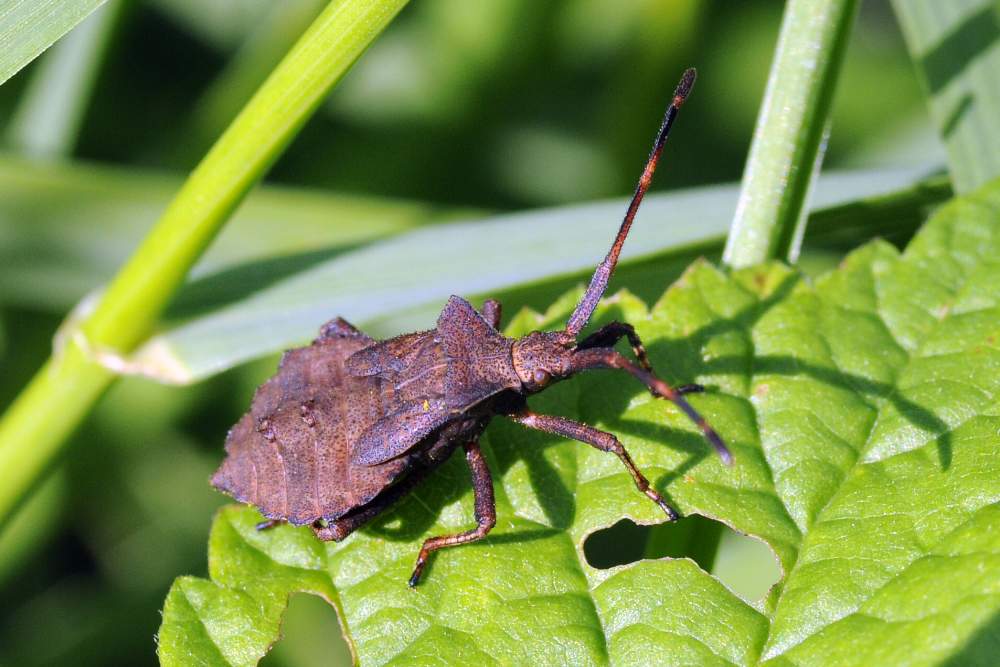 Coreidae: ninfa di Coreus marginatus del Veneto (TV)